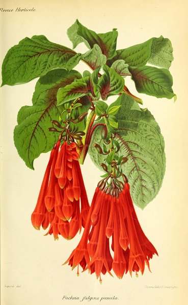 Fuchsia fulgens pumila.JPG