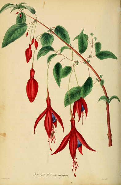 Fuchsia globosa elegans.JPG