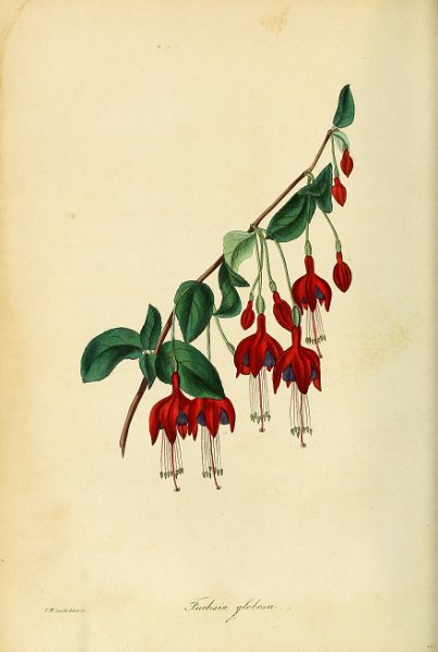 Fuchsia globosa.JPG