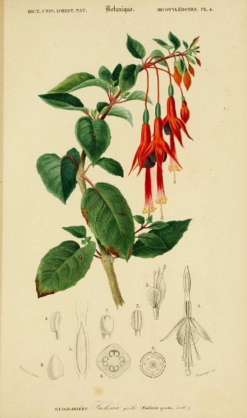 Fuchsia gracilis 1.JPG