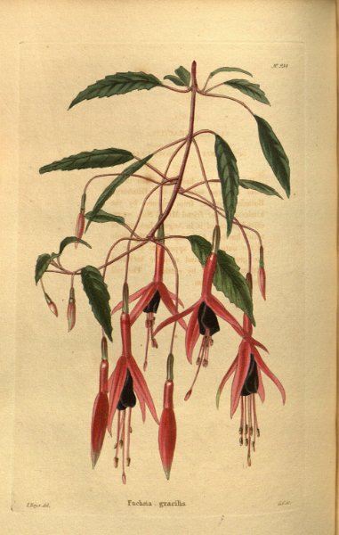 Fuchsia gracilis 3.JPG