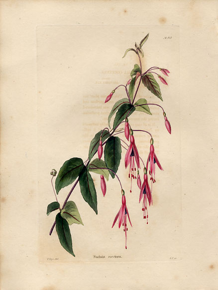 Fuchsia loddiges.JPG