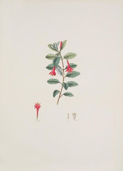 Fuchsia loxensis (drawing J.S. Kerner).JPG