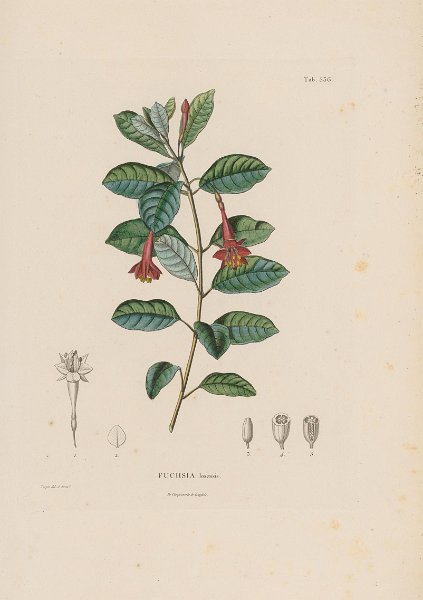 Fuchsia loxensis (drawing P.J.F. Turpin).JPG