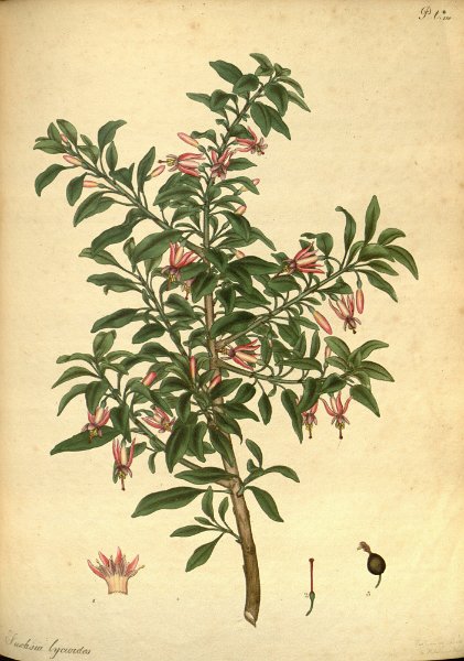 Fuchsia lycioides (drawing H.C. Andrews).JPG