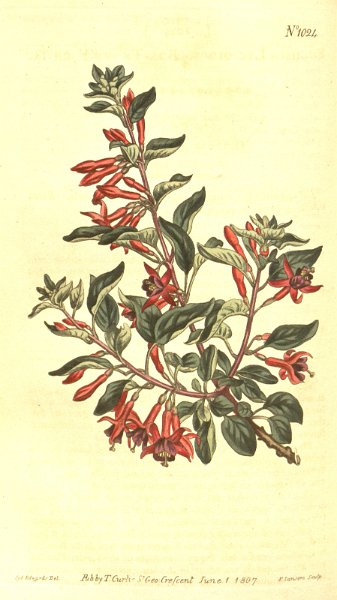 Fuchsia lycioides (drawing S.T. Edwards).JPG