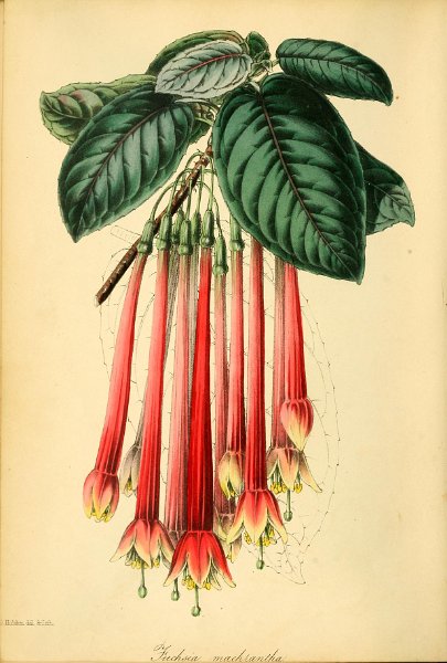 Fuchsia machrantha (drawing S. Holden).JPG