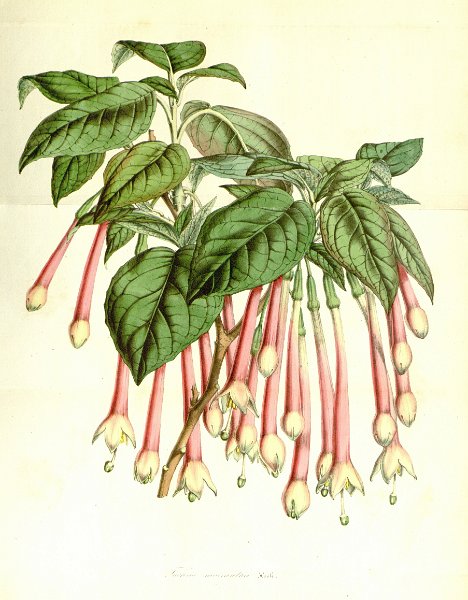 Fuchsia machrantha.JPG