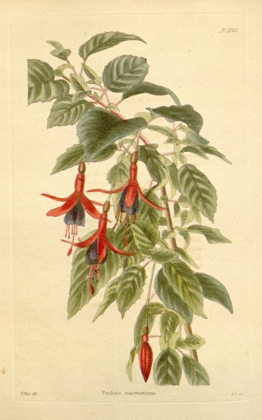 Fuchsia macrostema.JPG