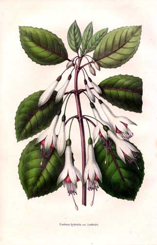 Fuchsia macrostemma var. Ludovici.JPG