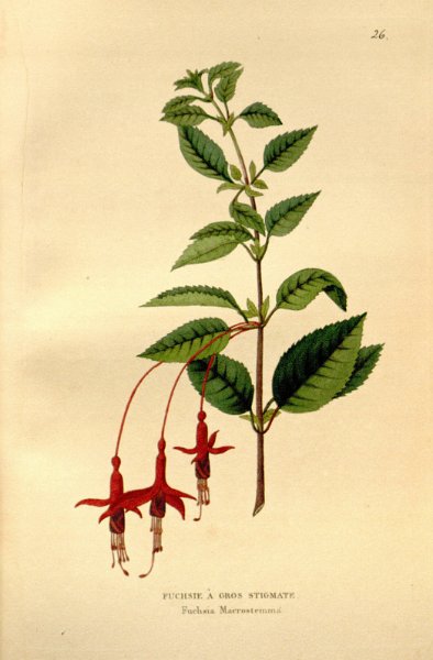 Fuchsia macrostemma.JPG