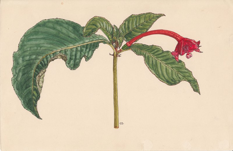 Fuchsia macrostigma (drawing M. Barnas-Pomeroy).JPG