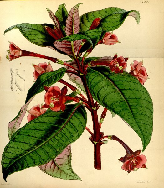 Fuchsia macrostigma.JPG