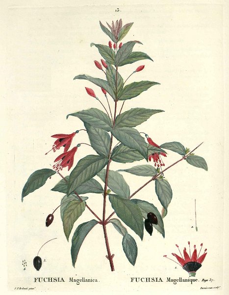 Fuchsia magellanica (drawing J.P. Redouté).JPG