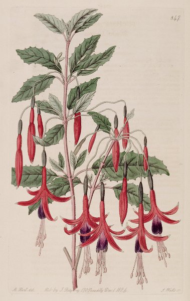 Fuchsia magellanica (drawing M. Hart ).JPG