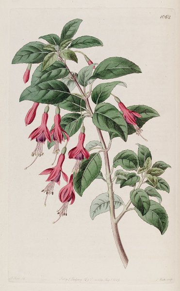 Fuchsia magellanica (drawing M. Hart).JPG