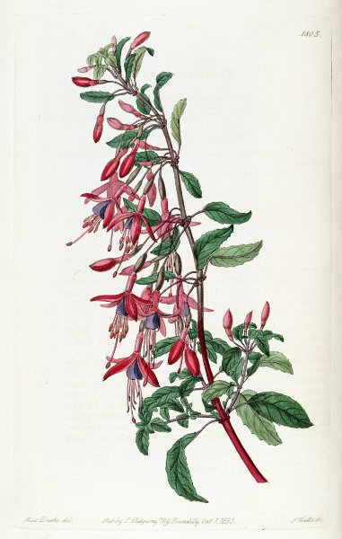 Fuchsia magellanica (drawing S.A. Drake).JPG