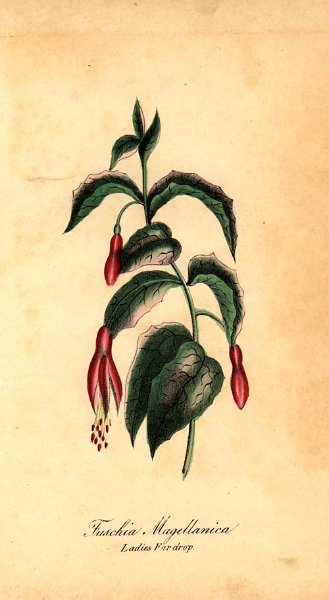 Fuchsia magellanica 1.JPG