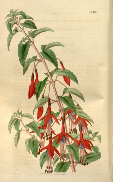 Fuchsia magellanica 3.JPG