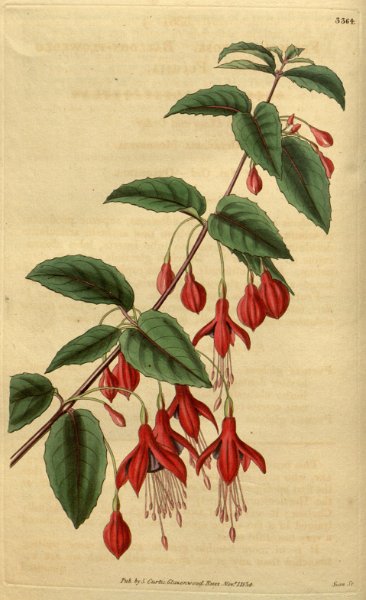 Fuchsia magellanica 4.JPG