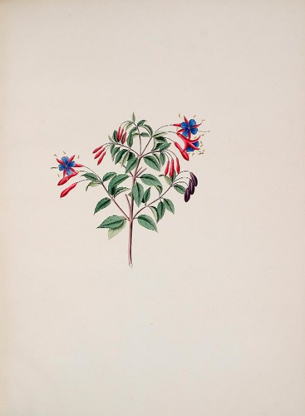 Fuchsia magellanica macrostemma.JPG