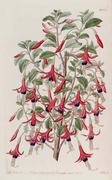 Fuchsia magellanica multiflora.JPG