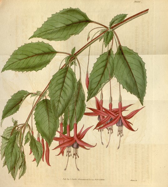 Fuchsia magellanica recurvata.JPG