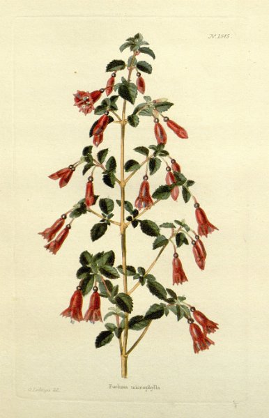 Fuchsia microphylla (drawing G. loddiges).JPG