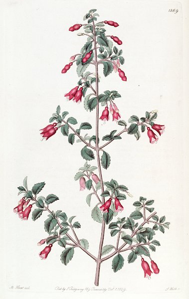 Fuchsia microphylla (drawing M. Hart).JPG