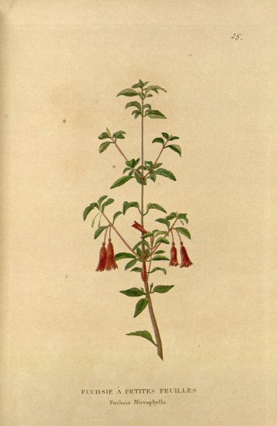 Fuchsia microphylla.JPG