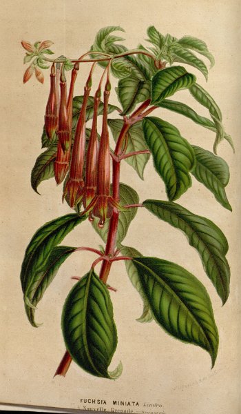 Fuchsia miniata.JPG