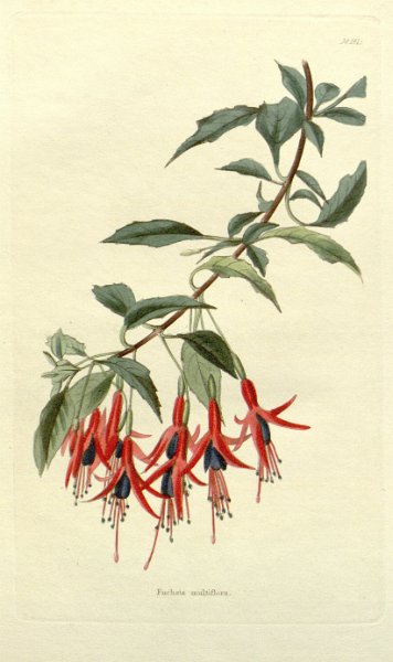 Fuchsia multiflora.JPG