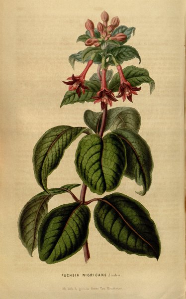 Fuchsia nigricans.JPG