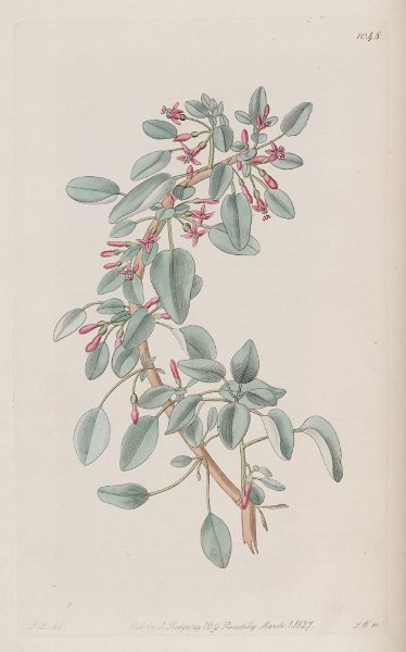 Fuchsia parviflora (drawing J. Lindley).JPG