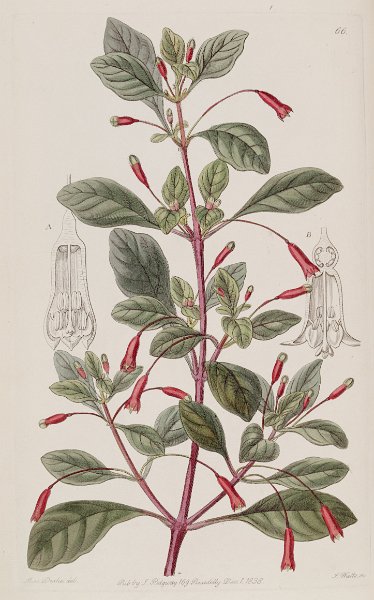 Fuchsia parviflora (drawing S.A. Drake).JPG