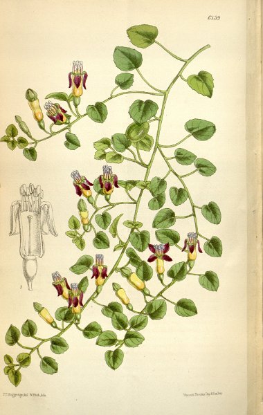 Fuchsia procumbens.JPG