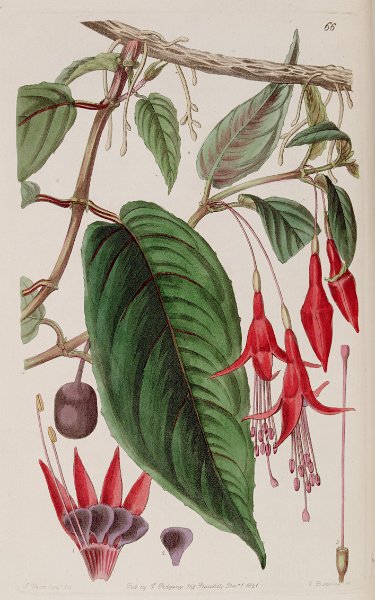 Fuchsia radicans (drawing J. Miers).JPG