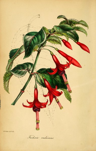 Fuchsia radicans (drawing S. Holden).JPG