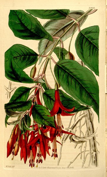 Fuchsia regia.JPG