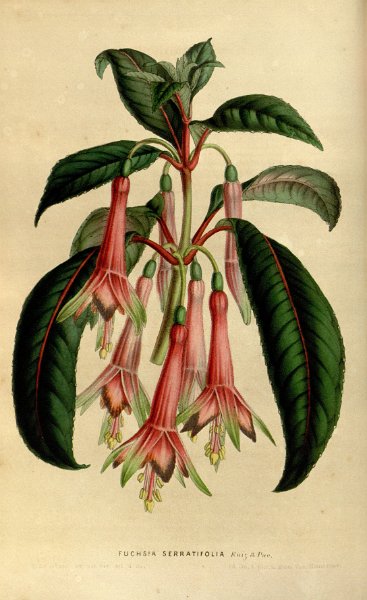 Fuchsia serratifolia (drawing L. Stroobant).JPG