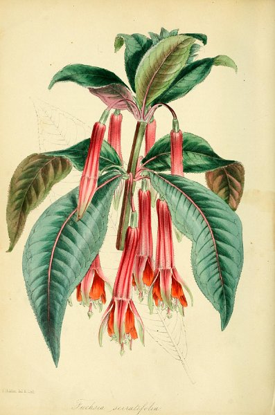 Fuchsia serratifolia (drawing S. Holden).JPG