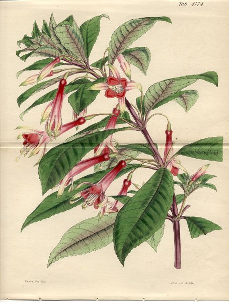 Fuchsia serratifolia (drawing W.H. Fitch).JPG