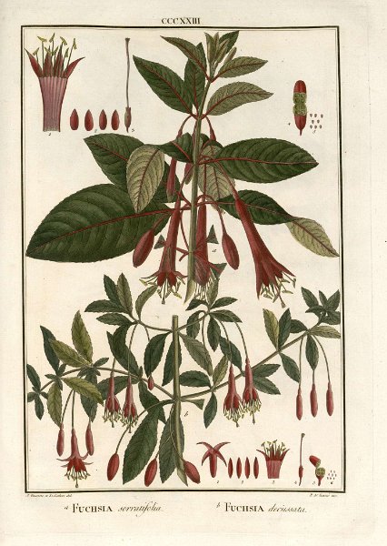 Fuchsia serratifolia-decussata.JPG