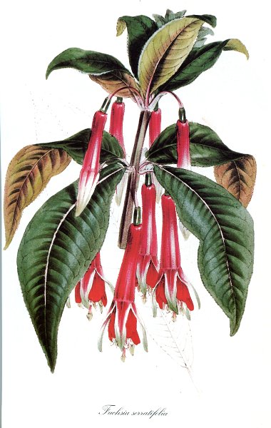 Fuchsia serratifolia.JPG