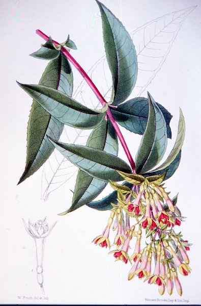 Fuchsia sessilifolia.JPG