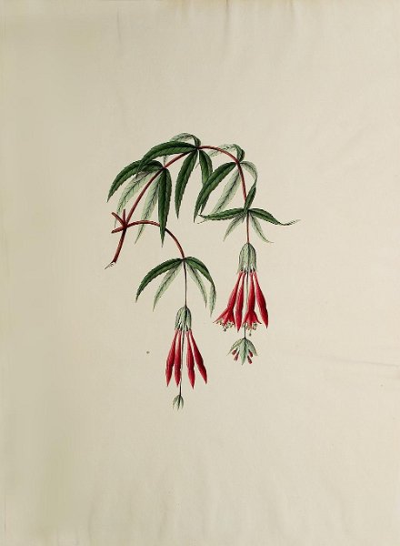 Fuchsia simplicicaulis 1.JPG