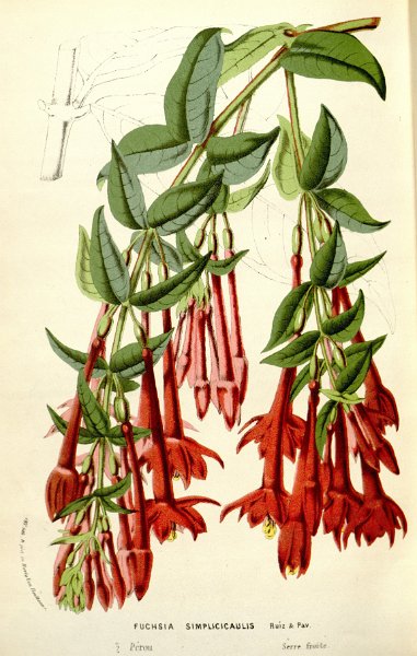 Fuchsia simplicicaulis 2.JPG