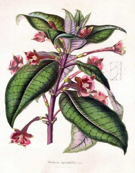 Fuchsia spectabilis.JPG