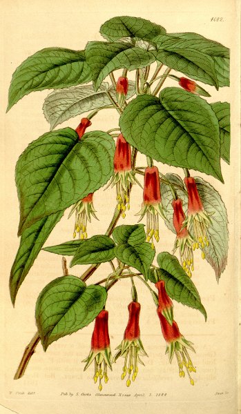 Fuchsia splendens 1.JPG