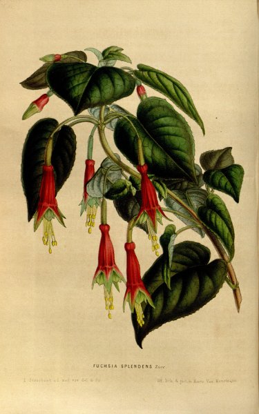 Fuchsia splendens 2.JPG